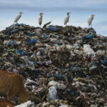 Logo del gruppo Discarica del Villaggio